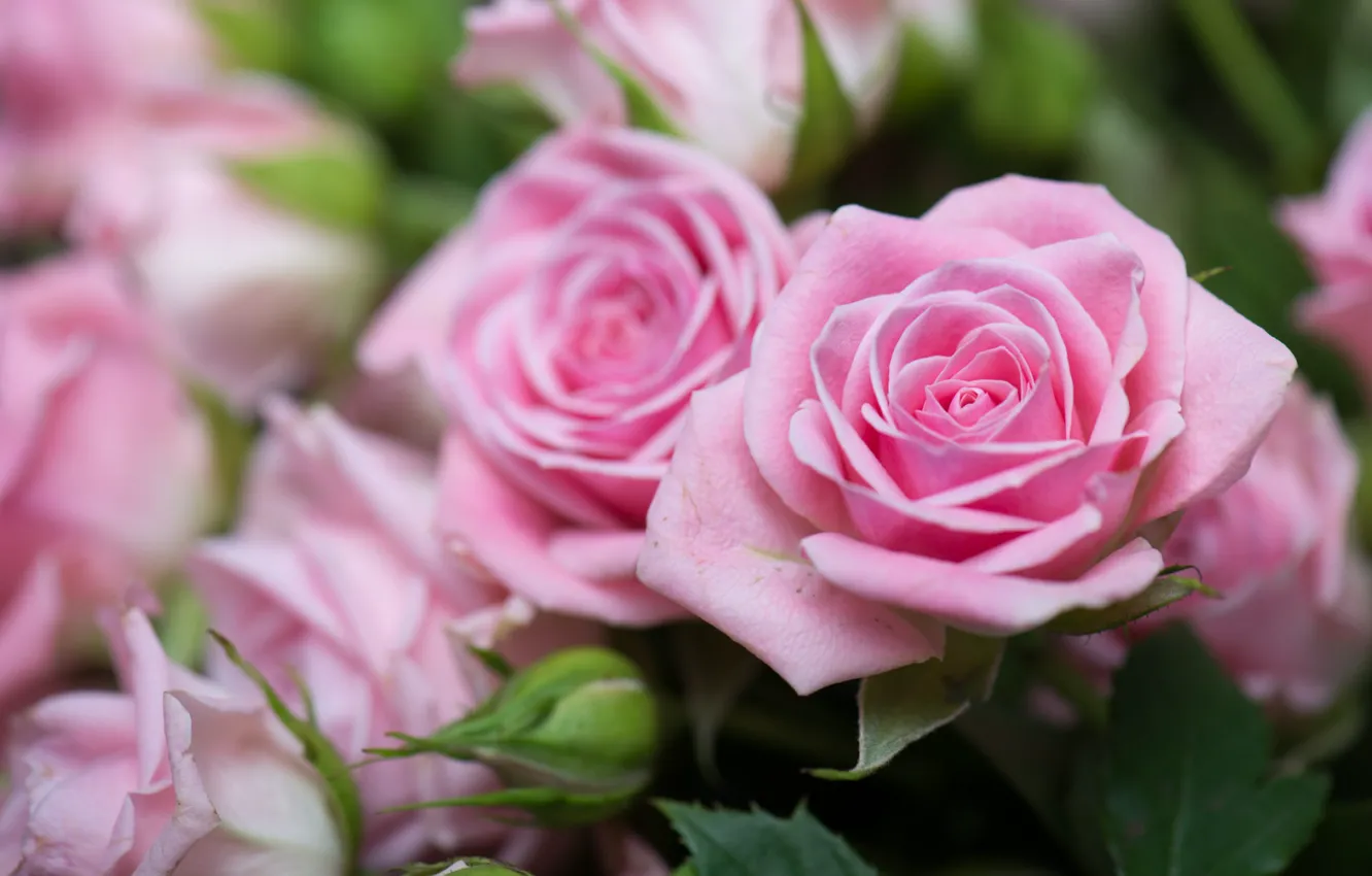 Photo wallpaper roses, blur, pink rose