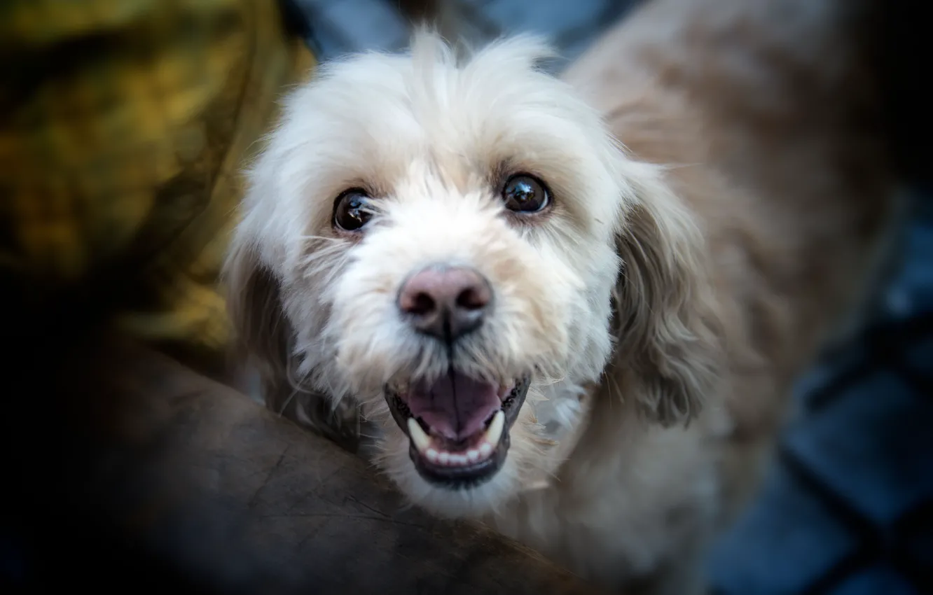 Photo wallpaper look, each, dog