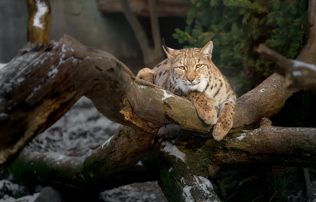 Photo wallpaper look, face, trees, pose, paws, lies, log, lynx