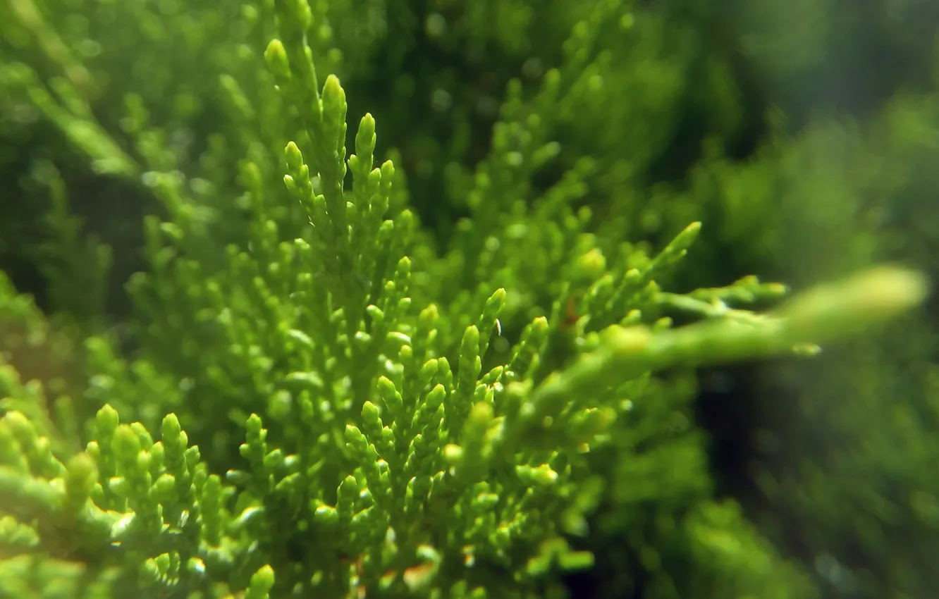 Photo wallpaper greens, macro, plant, minimalism