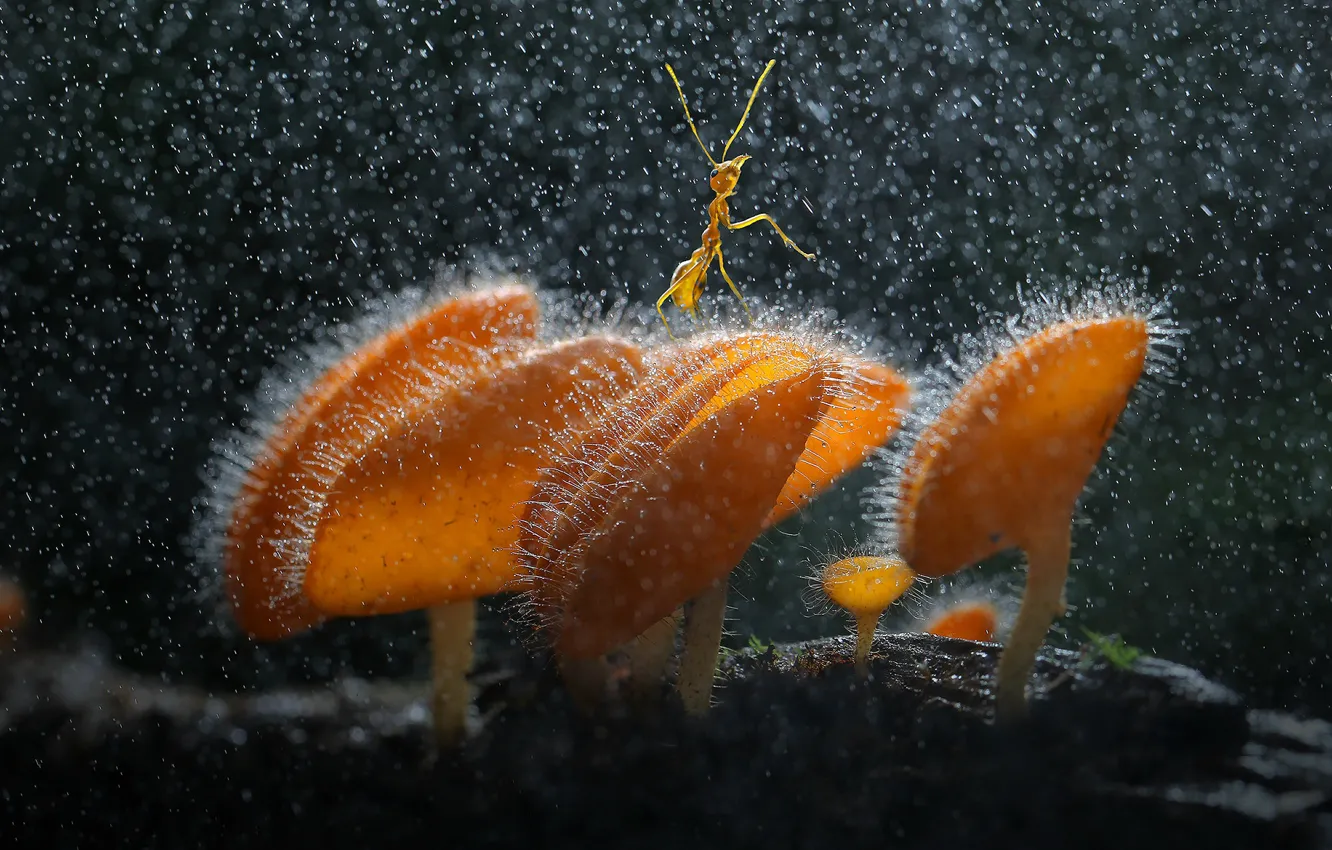 Photo wallpaper mushroom, insect, rainforest, ant