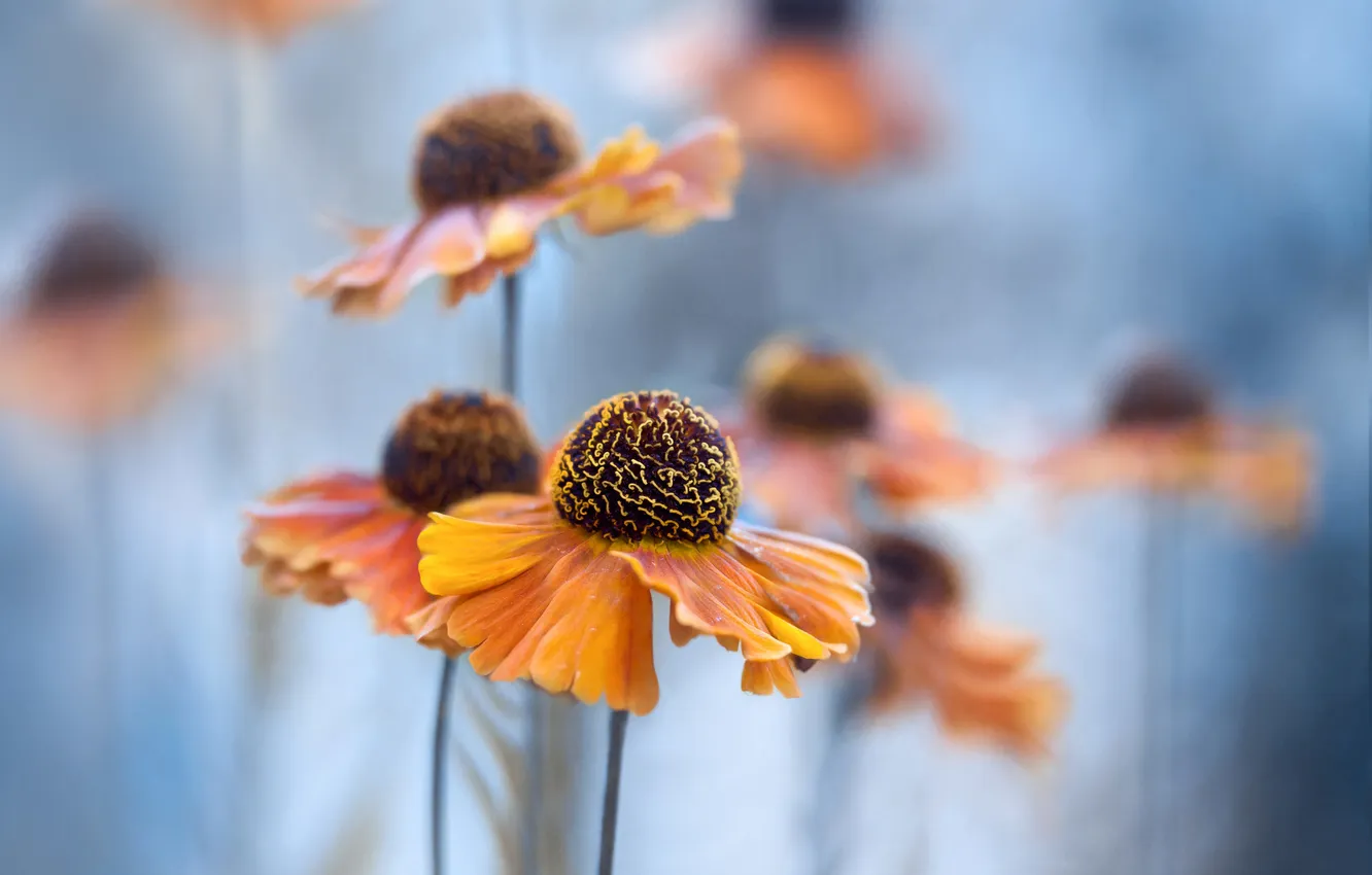 Photo wallpaper blue background, gelenium, Helenium, the flowers are yellow-orange