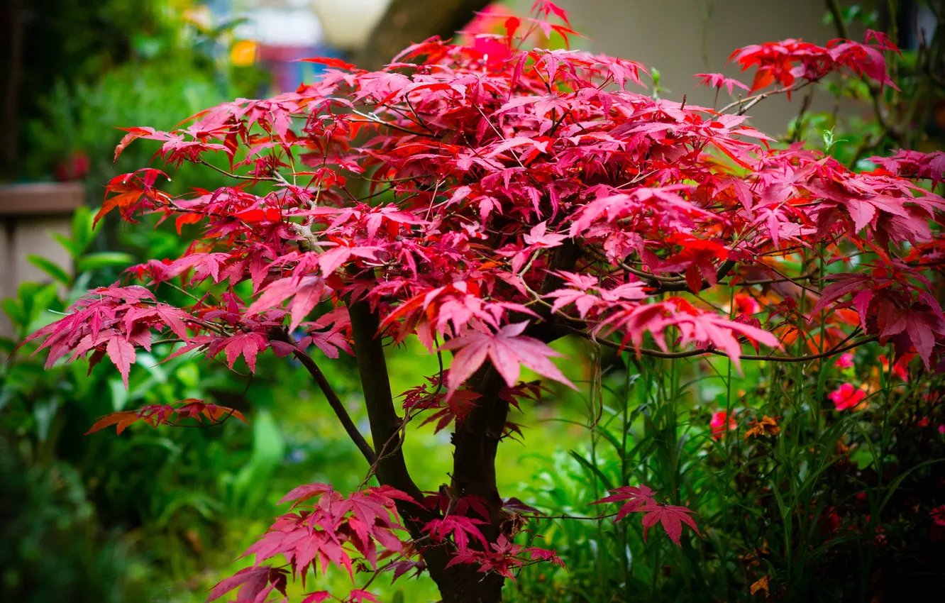Photo wallpaper leaves, trees, paint, maple