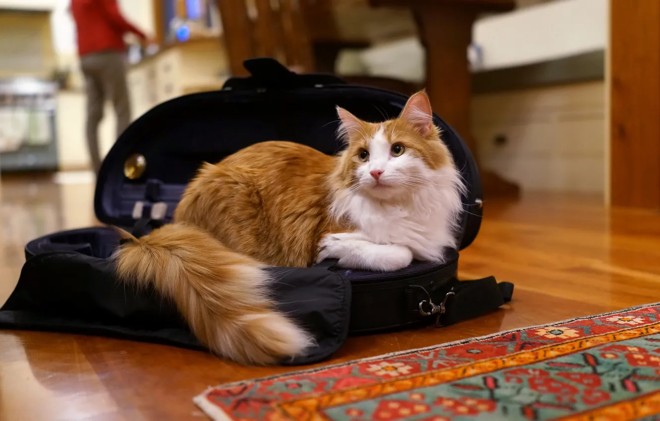 Photo wallpaper cat, comfort, home