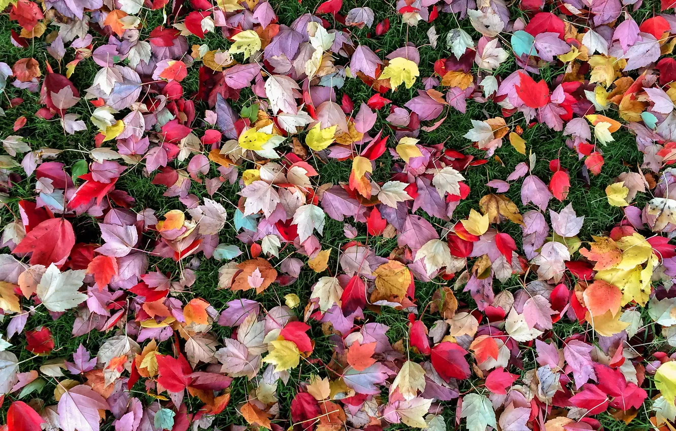 Photo wallpaper autumn, leaves, nature