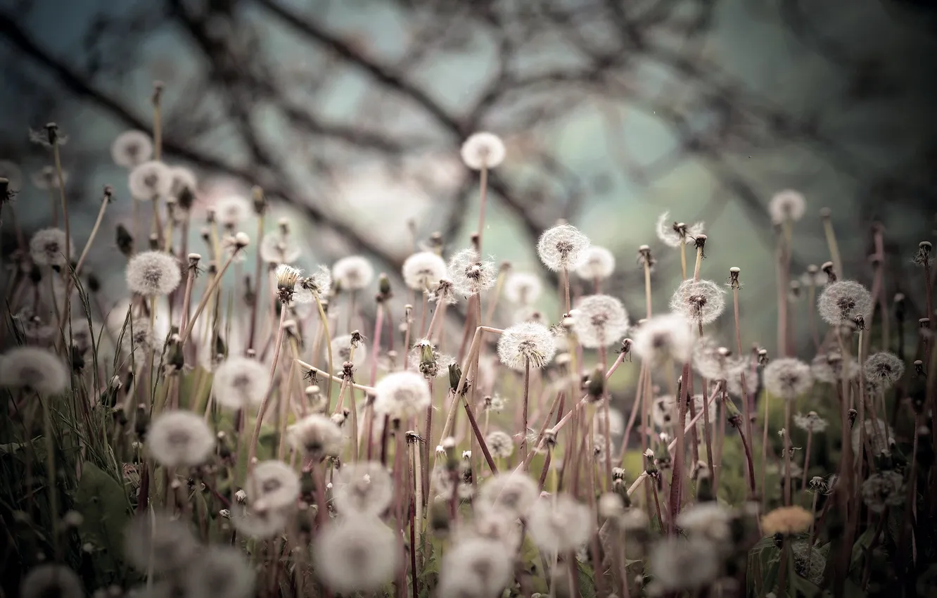 Photo wallpaper nature, background, dandelion