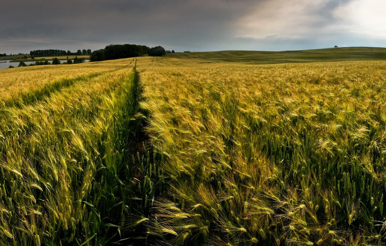 Photo wallpaper field, horizon, spikelets, colsa