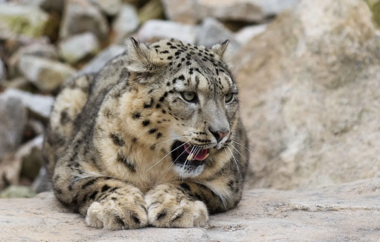 Photo wallpaper cat, face, IRBIS, snow leopard