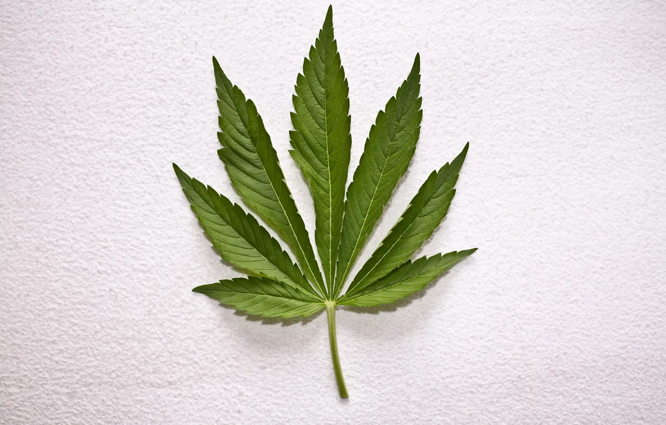 Photo wallpaper Leaf, Weed, White Wall, Cannabis