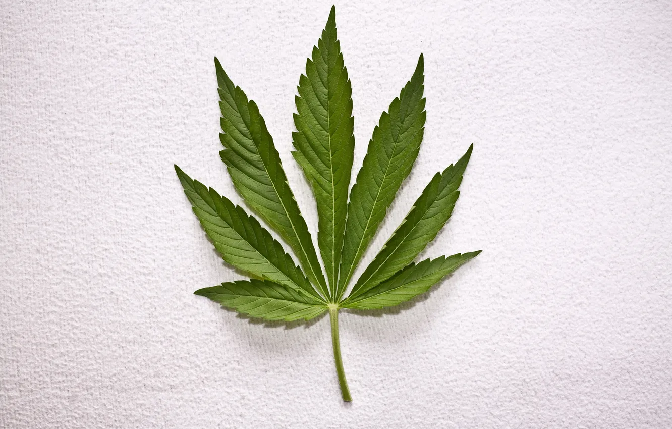 Photo wallpaper leaf, cannabis, Weed, white wall