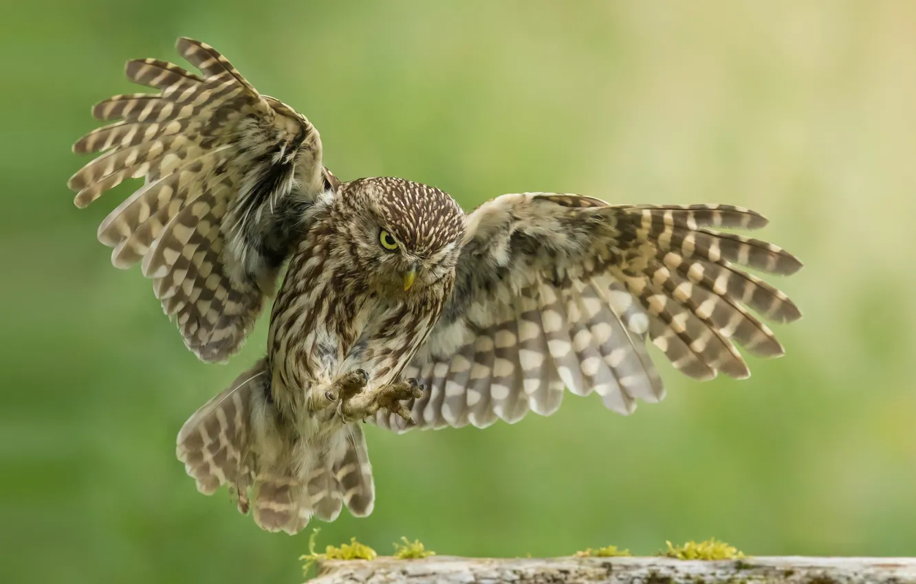 Photo wallpaper background, owl, wings