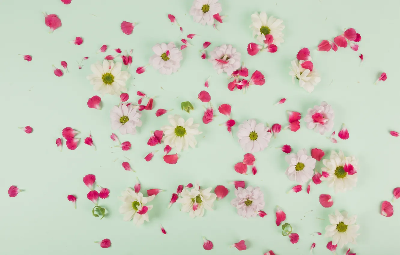 Photo wallpaper flowers, petals, white, chrysanthemum