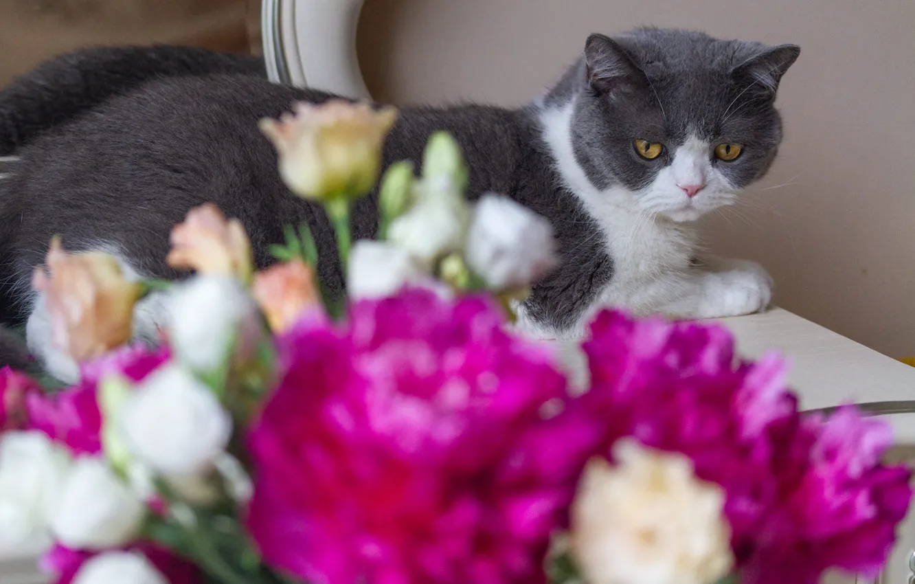 Photo wallpaper cat, cat, look, flowers, bouquet, lies, pink, table