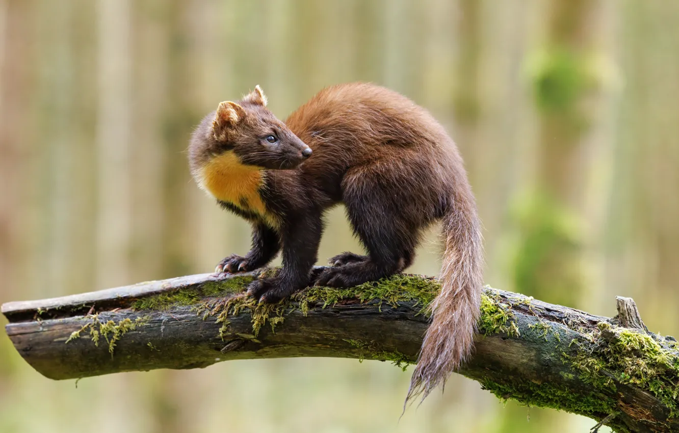 Photo wallpaper look, nature, pose, face, marten