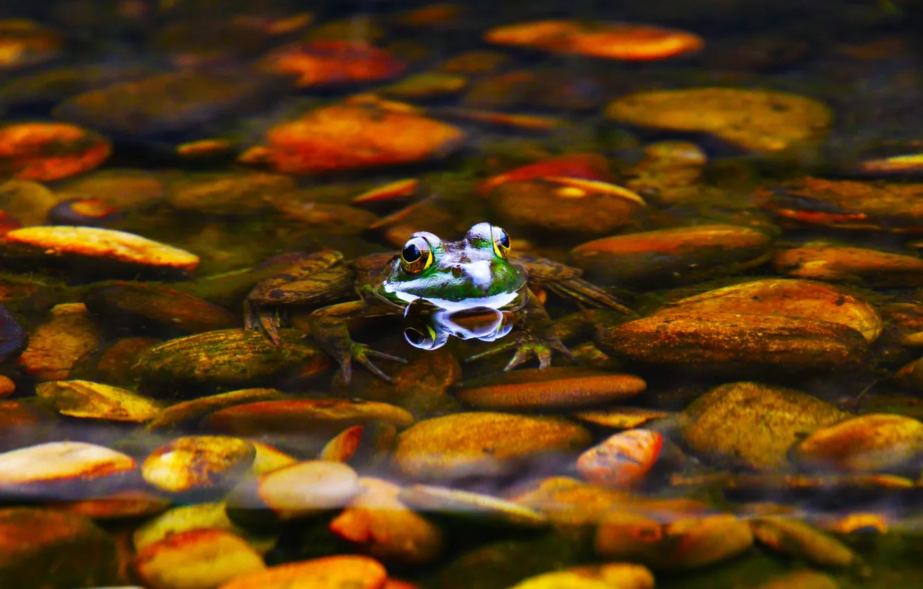 Photo wallpaper water, pebbles, stones, frog, the bottom, bathing, pond, swimming