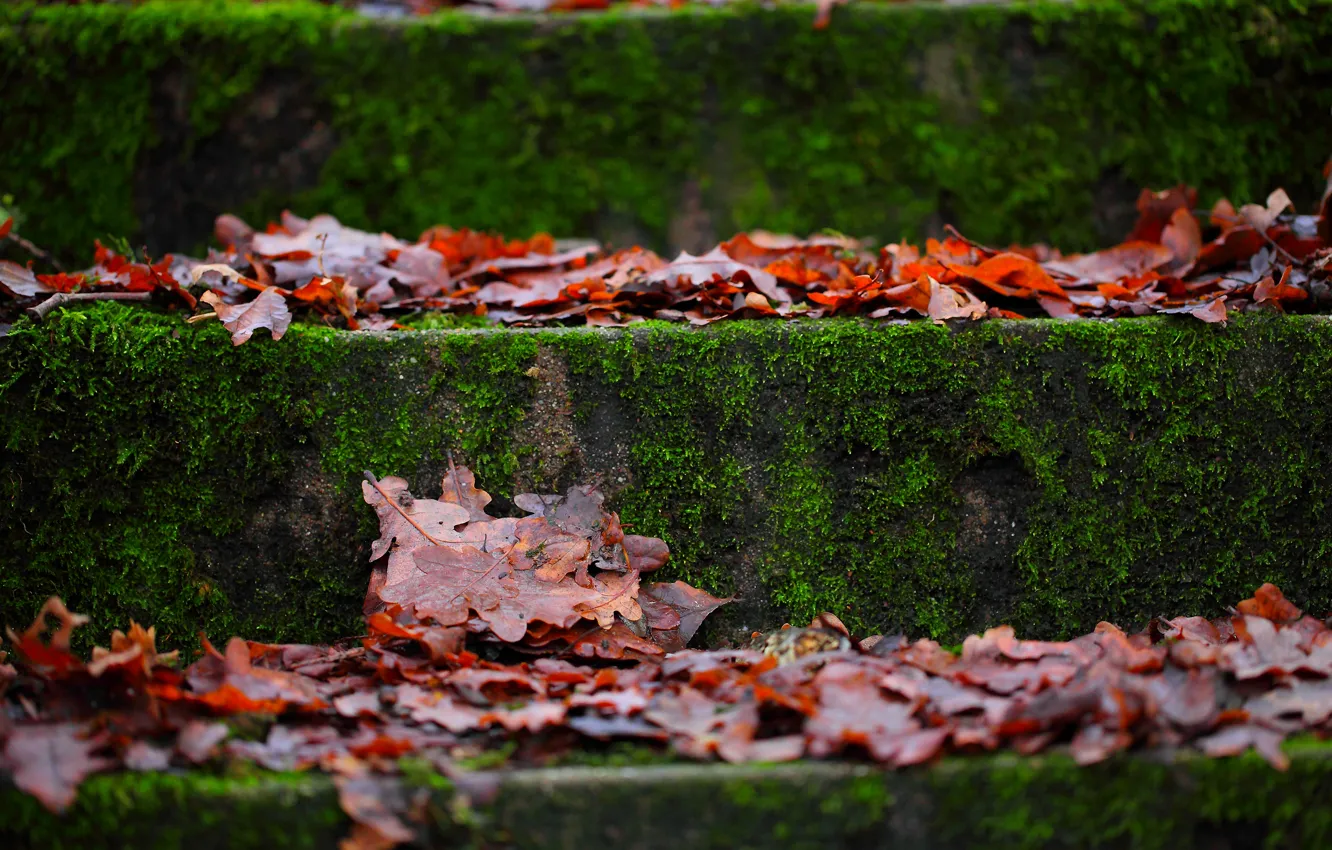 Photo wallpaper autumn, macro, foliage, moss, stage