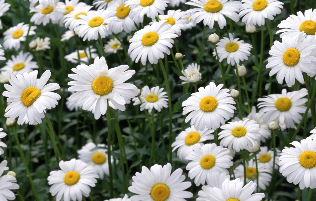 Photo wallpaper field, chamomile, petals, meadow
