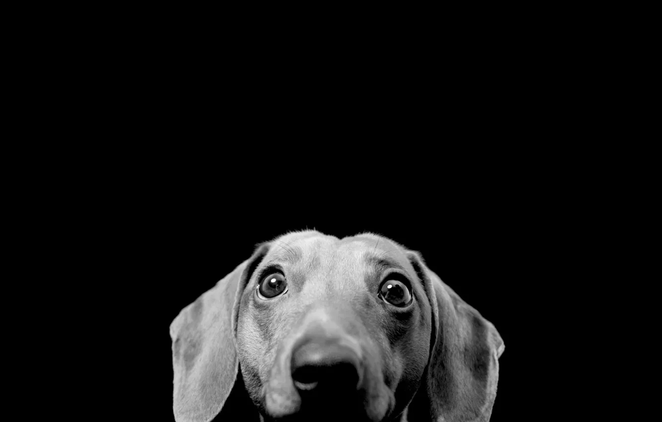 Photo wallpaper look, face, interest, surprise, dog, black and white