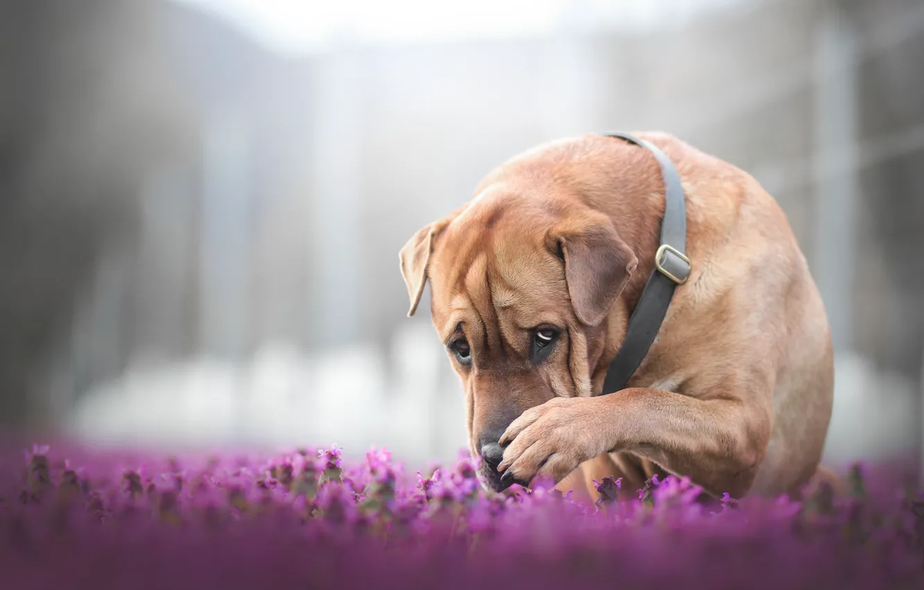Photo wallpaper face, flowers, dog, paws, bokeh