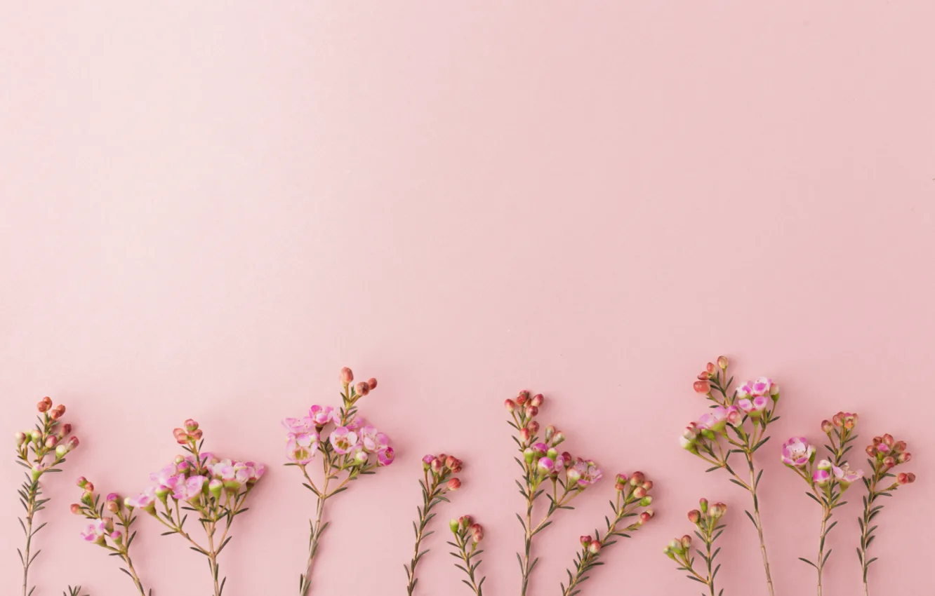 Photo wallpaper background, pink, Flowers