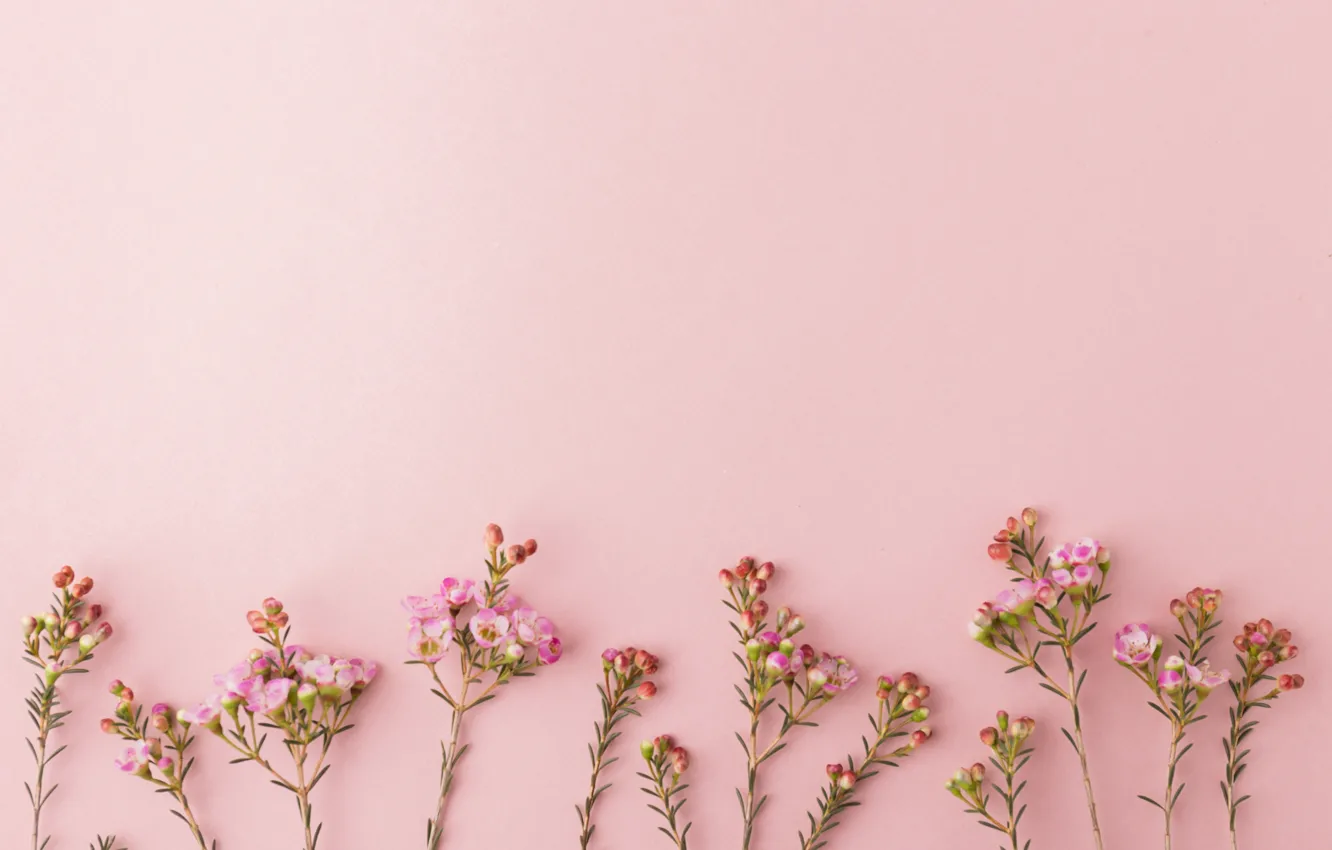 Photo wallpaper flowers, background, pink