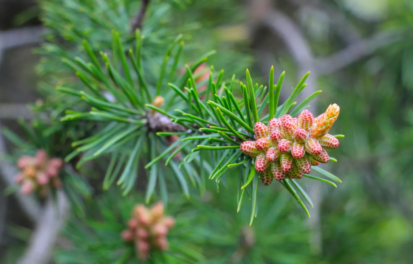 Photo wallpaper spring, pine, twig