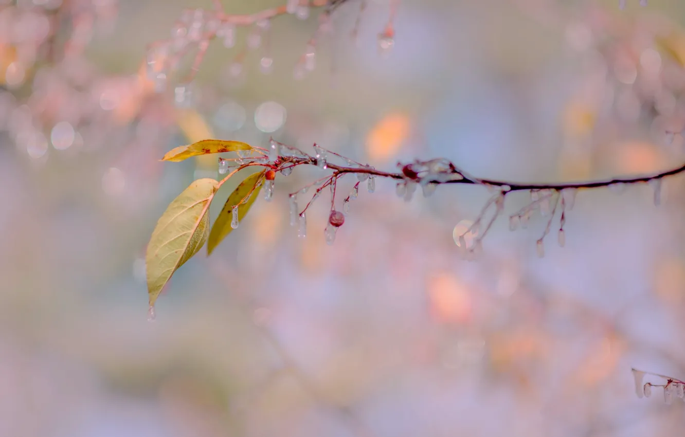 Photo wallpaper autumn, leaves, icicles, fruit, freezing, century