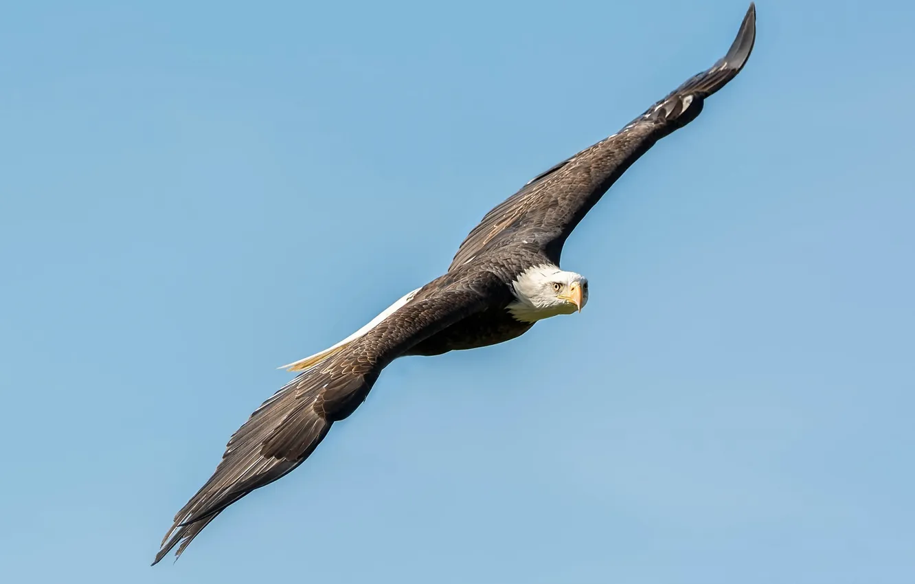 Photo wallpaper the sky, freedom, flight, bird, height, wings, predator, bald eagle