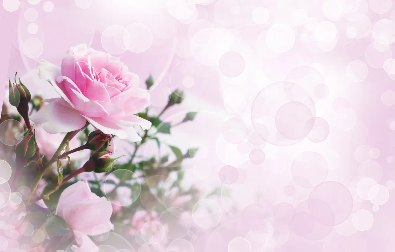 Photo wallpaper flower, rose, bokeh