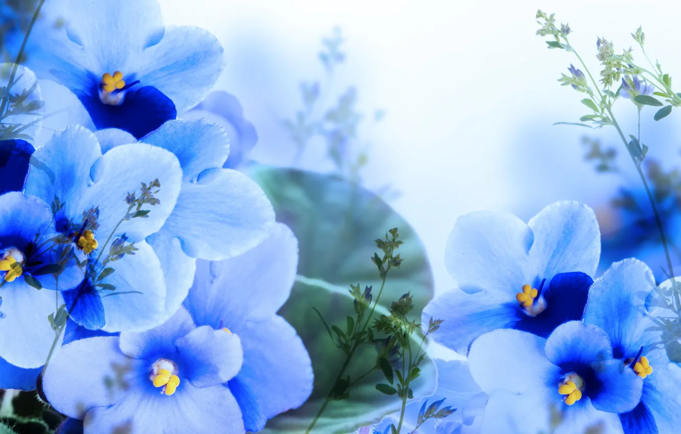 Photo wallpaper leaves, flowers, branches, petals, flowering, blue, leaves, violet