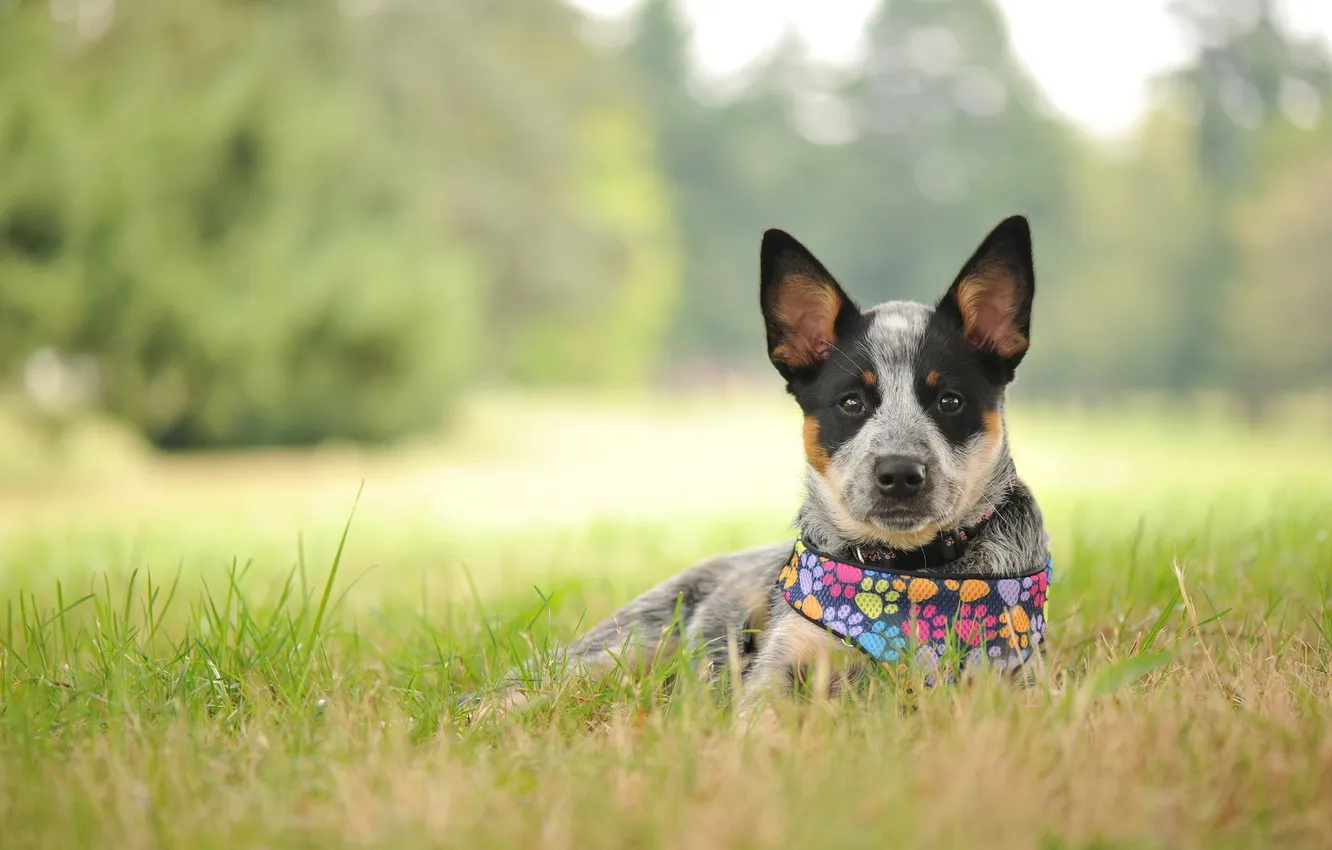 Photo wallpaper look, each, dog