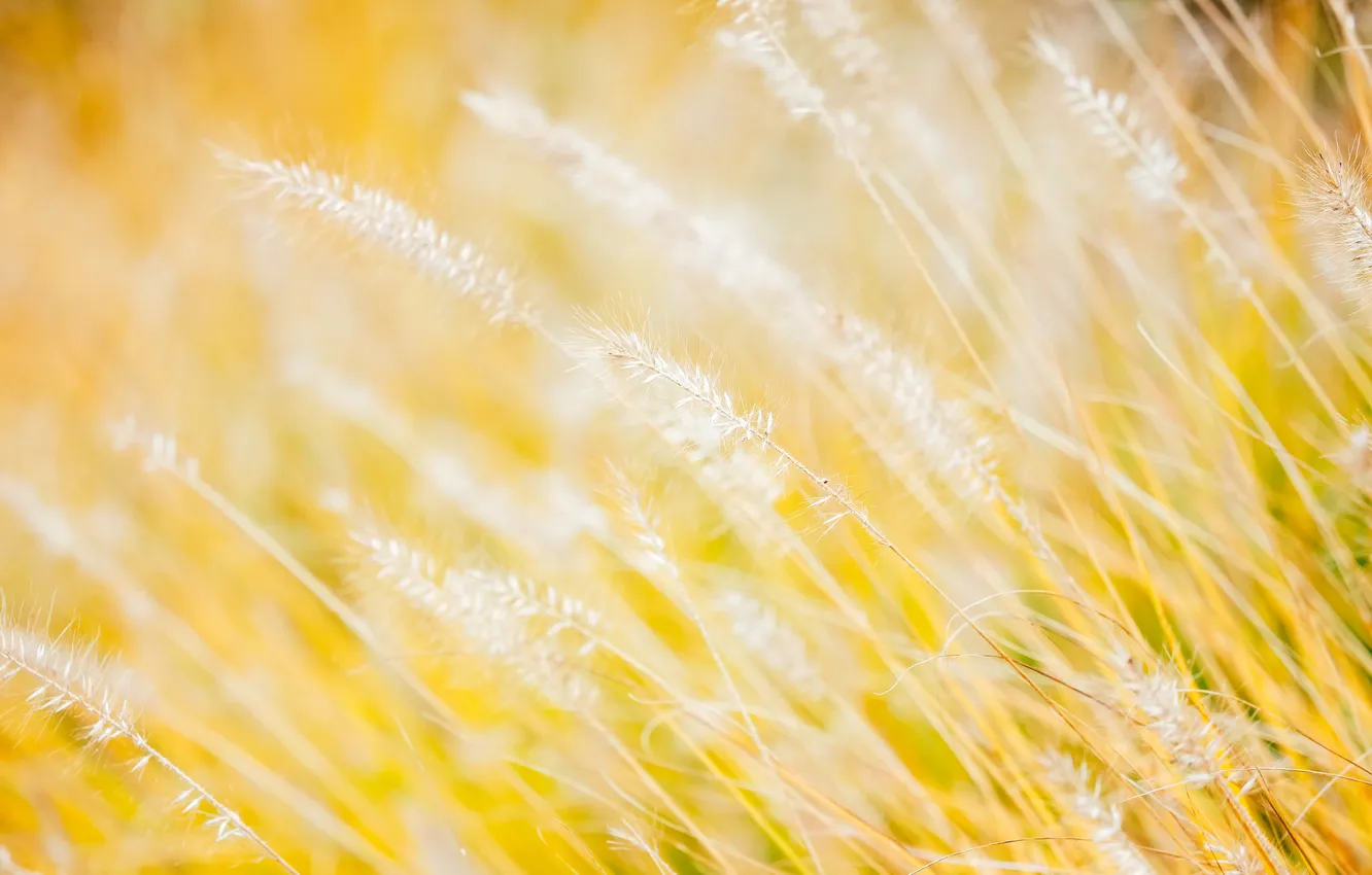 Photo wallpaper field, grass, macro, meadow