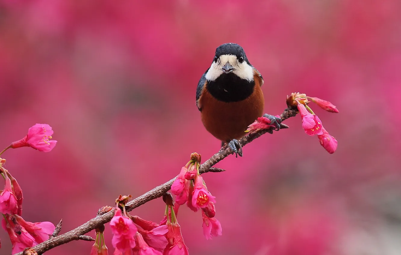 Photo wallpaper flowers, background, bird, branch, spring, pink