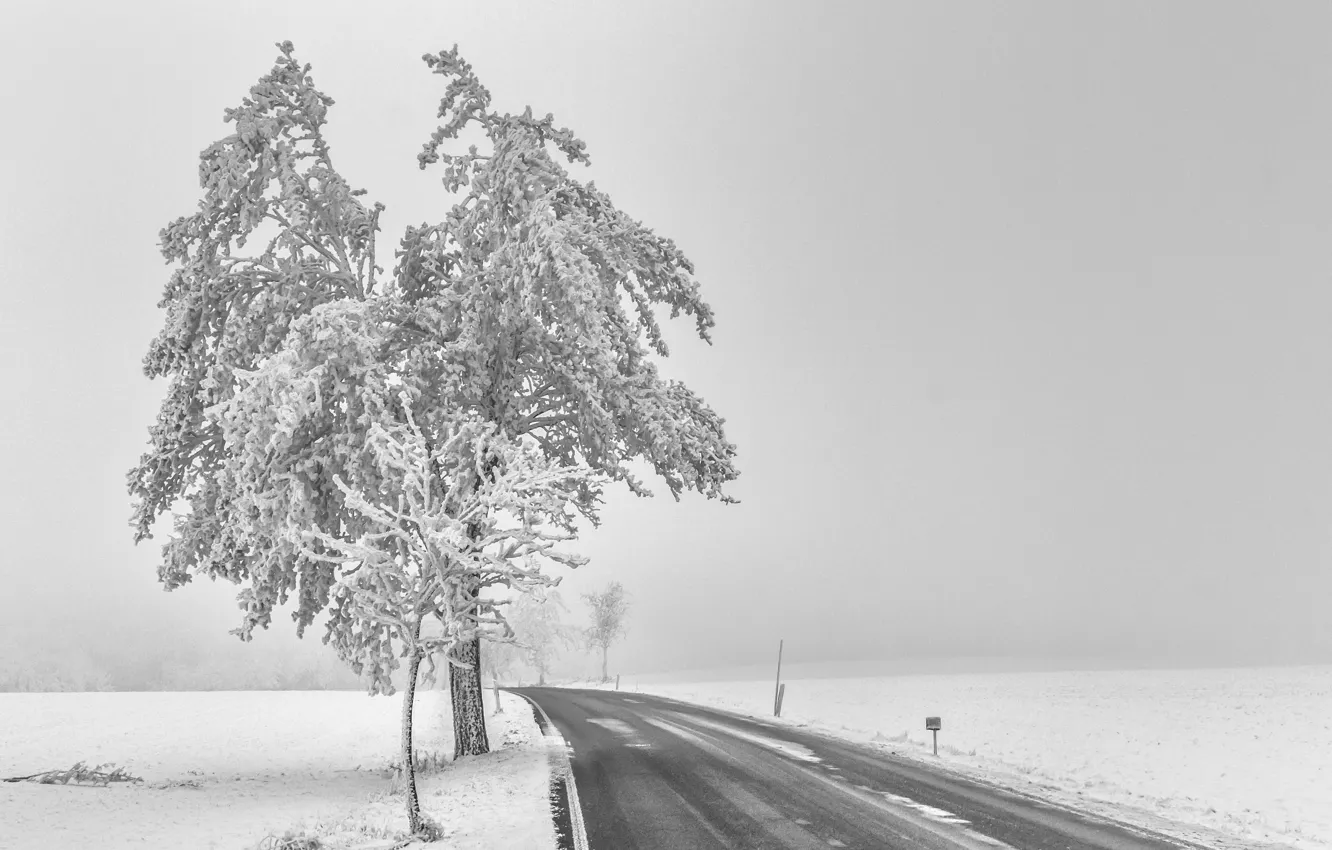 Photo wallpaper road, snow, trees, fog