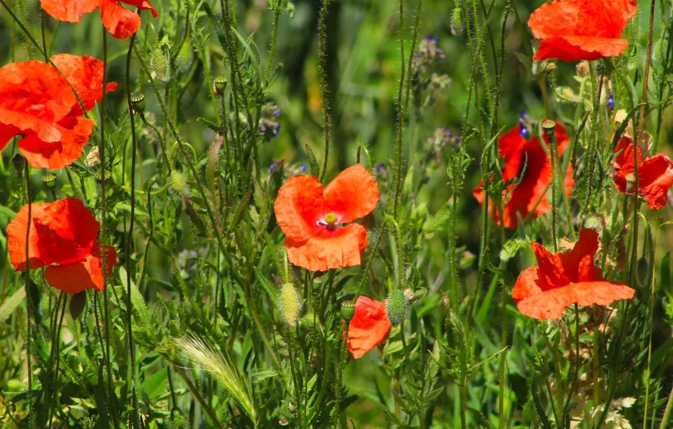 Photo wallpaper red, flower, poppy