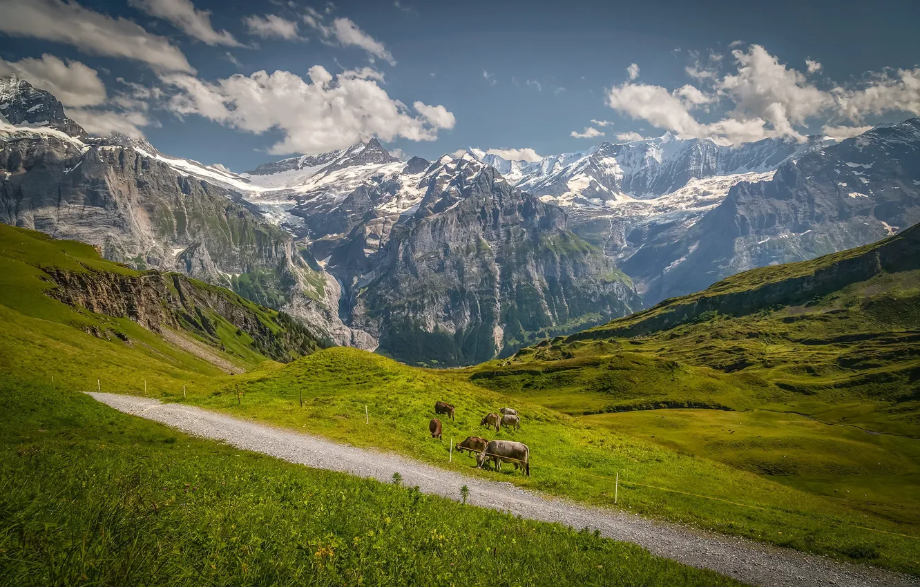 Photo wallpaper road, field, summer, clouds, mountains, blue, tops, cows