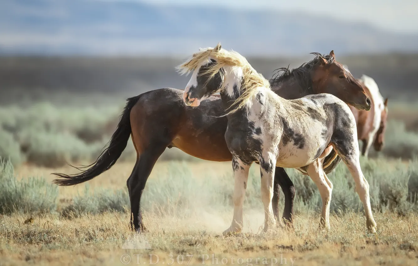 Photo wallpaper field, horses, couple