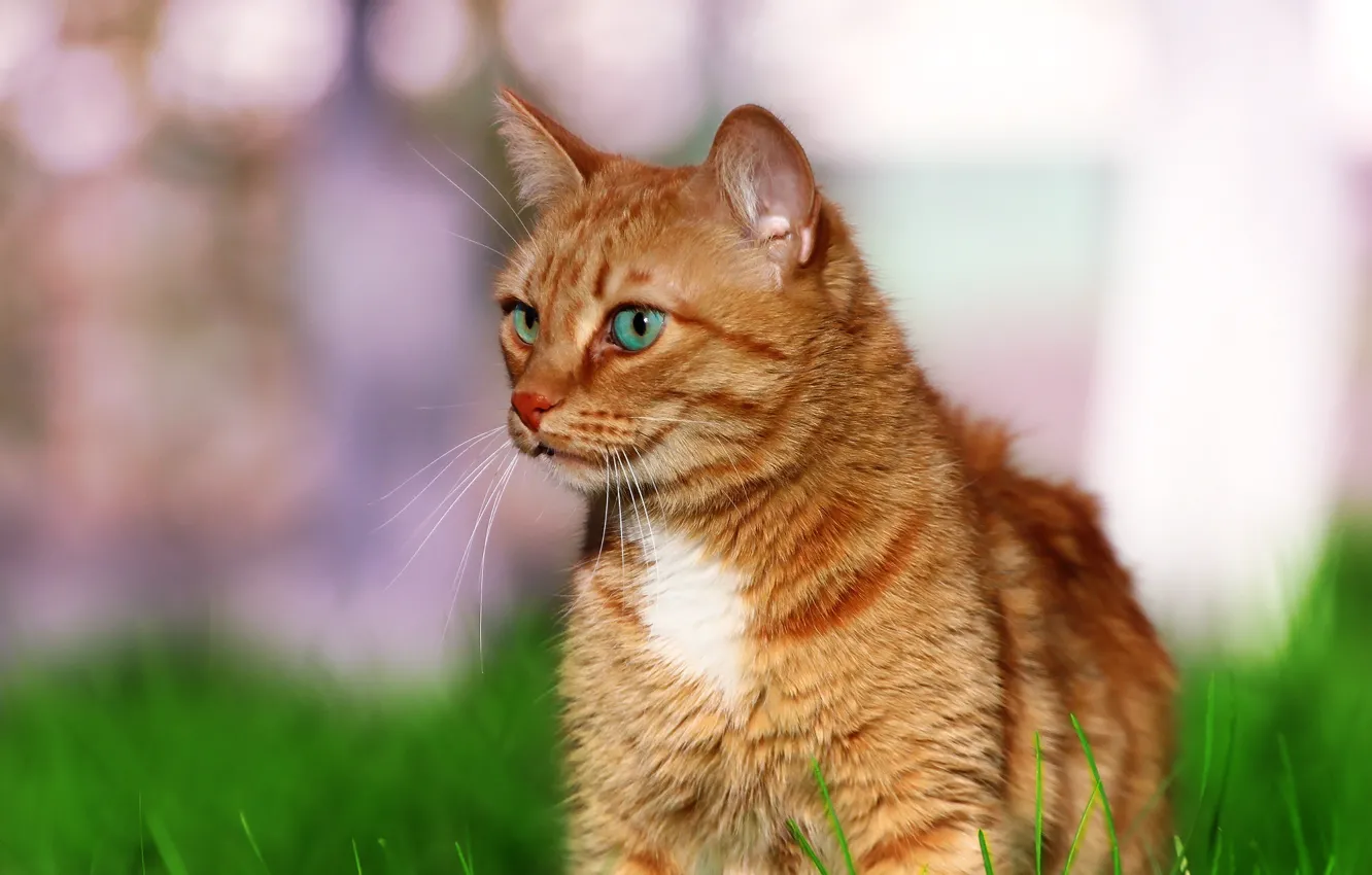 Photo wallpaper greens, cat, cat, weed