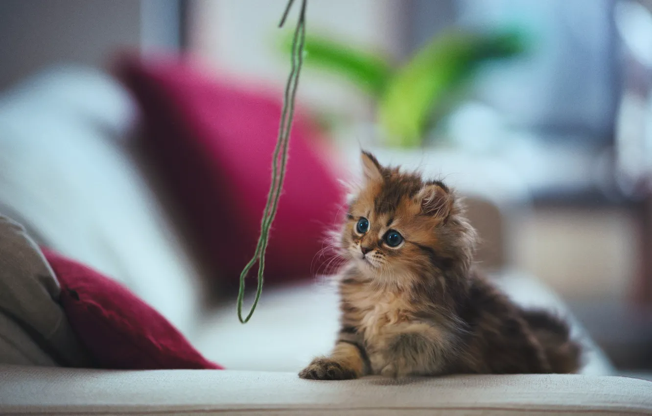 Photo wallpaper cat, sofa, the game, pillow, kitty, thread, Daisy, Ben Torode