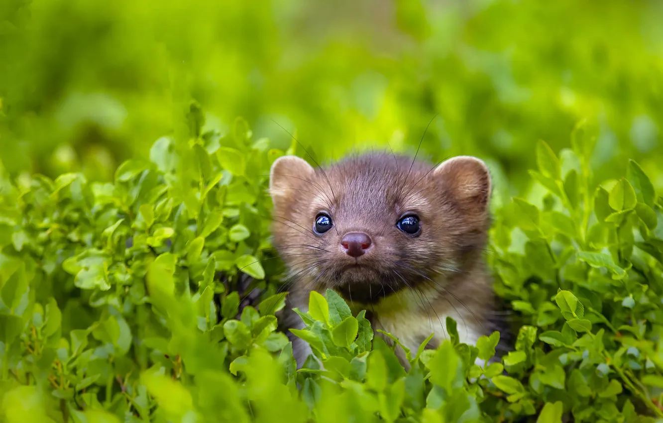 Photo wallpaper leaves, muzzle, cub, marten