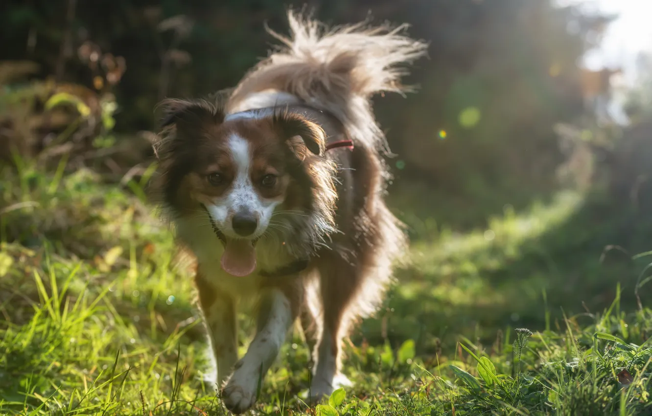 Photo wallpaper grass, dog, morning, meadow, walk