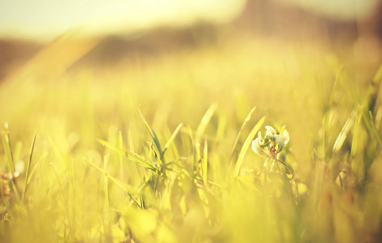 Photo wallpaper greens, flower, grass, the sun, macro, flowers, green, background