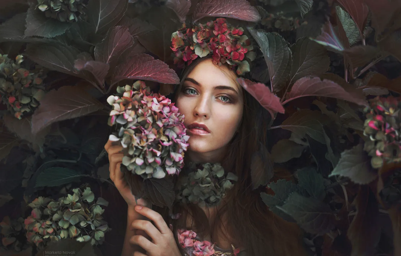 Photo wallpaper look, girl, flowers, photo, hydrangea, Marketa Novak