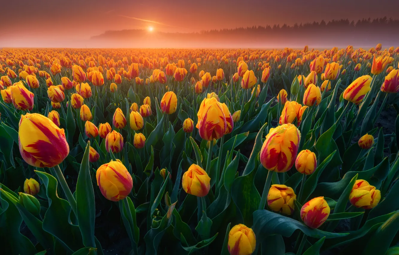 Photo wallpaper field, leaves, fog, sunrise, dawn, morning, tulips, Netherlands