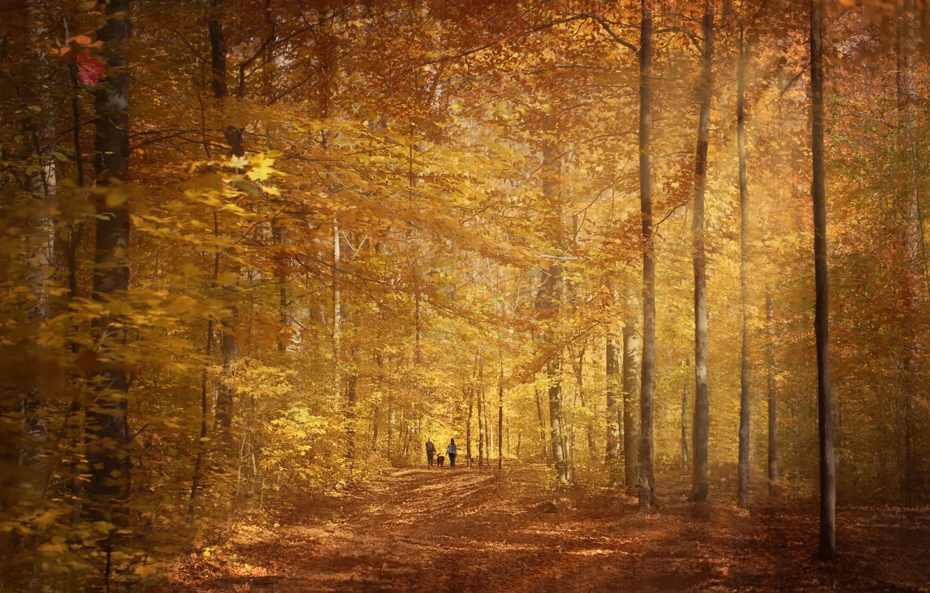 Photo wallpaper road, autumn, forest