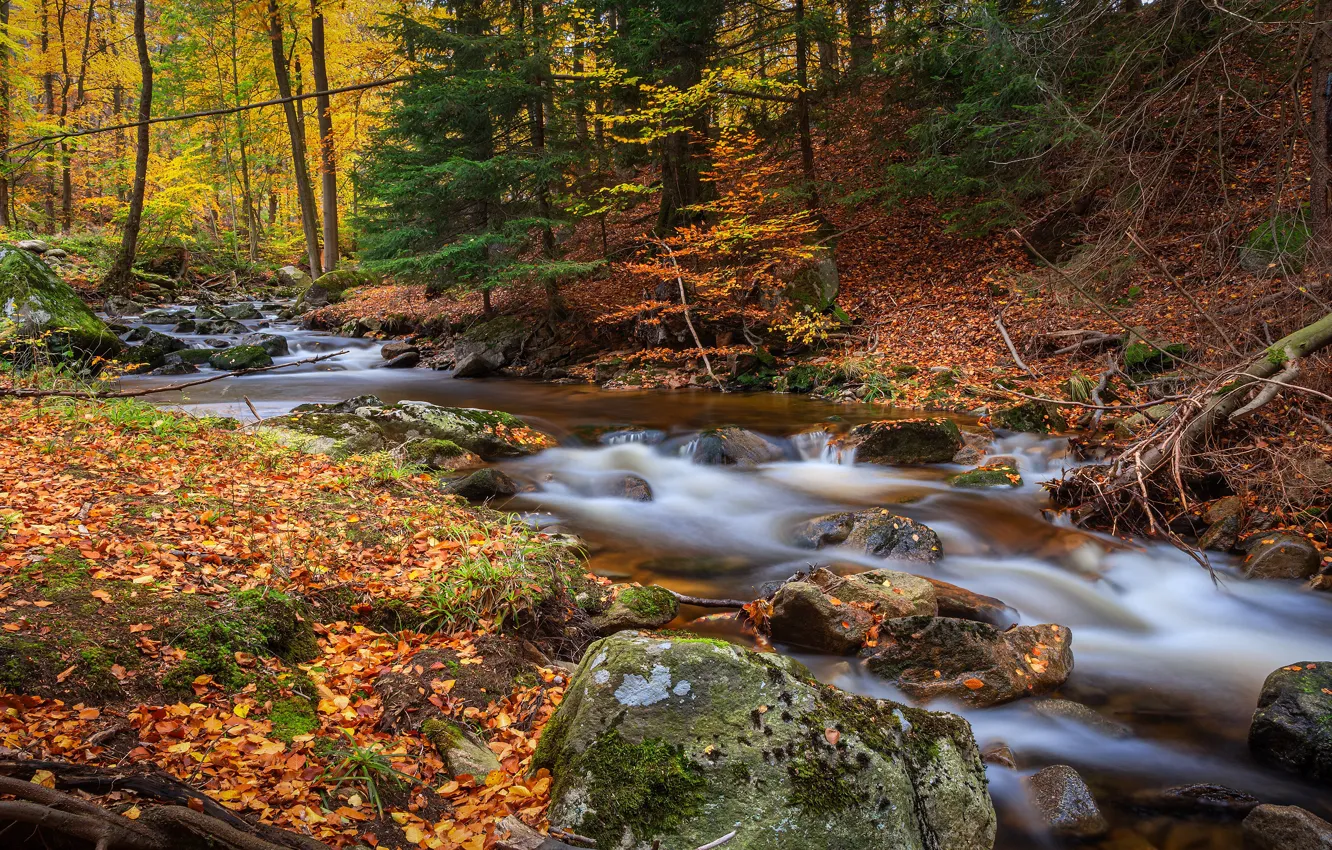 Photo wallpaper autumn, forest, leaves, trees, branches, stream, stones, shore