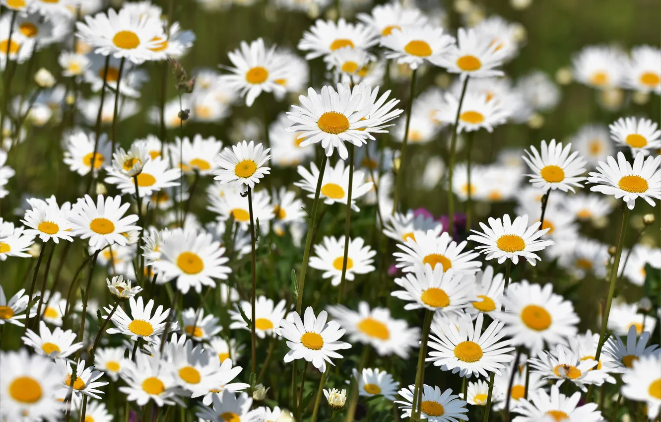 Photo wallpaper field, chamomile, petals