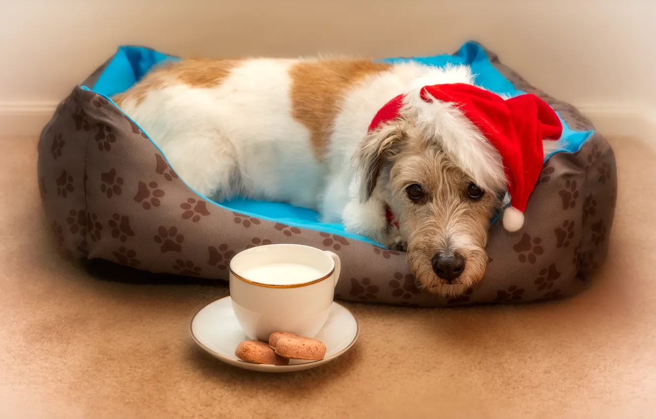 Photo wallpaper comfort, each, home, dog