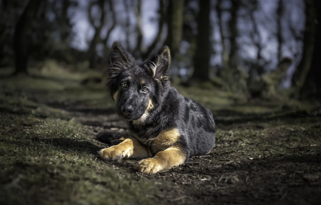 Photo wallpaper dog, puppy, German shepherd
