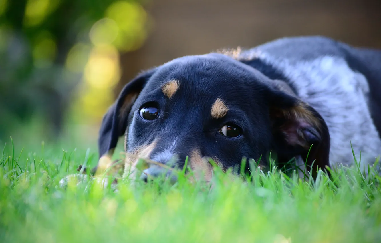 Photo wallpaper grass, eyes, look, face, macro, green, animal, dog